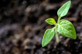 growth, change, psychotherapy, goals, habits